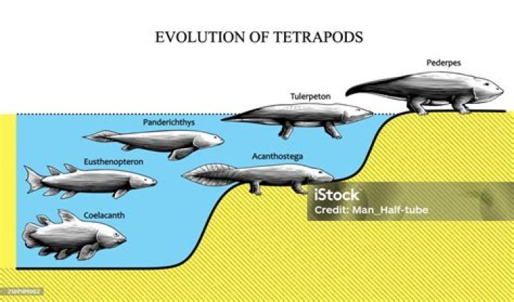 Are Fish Considered Tetrapods