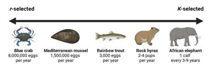 Are Fish R-Selected Species