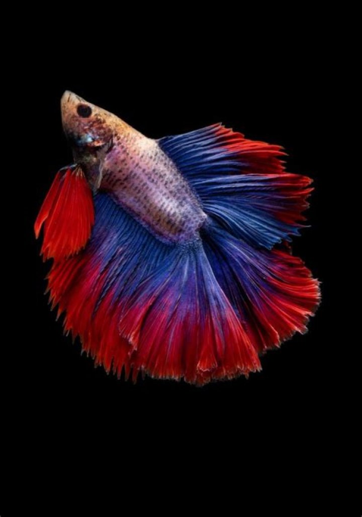 Are Male Or Female Betta Fish More Aggressive