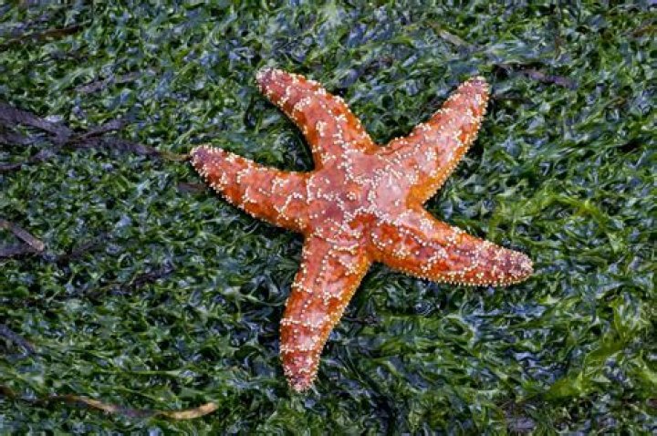 Are Starfish Freshwater Fish