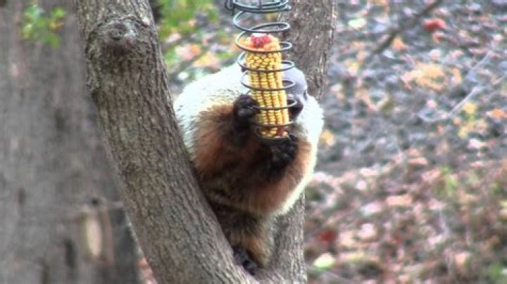 Can A Ground Hog Climb A Tree