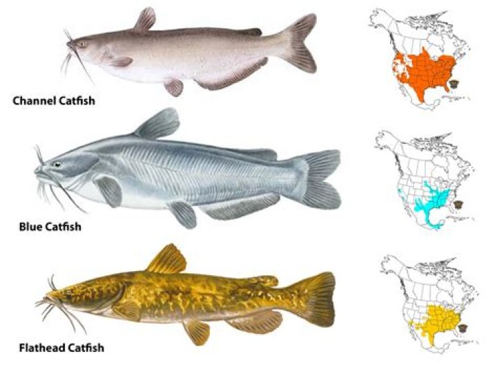 Can African Lace Catfish Live With Community Fish