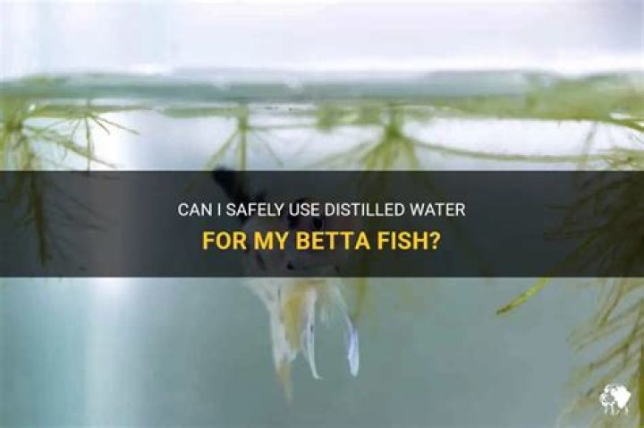 Can Betta Fish Survive In Distilled Water