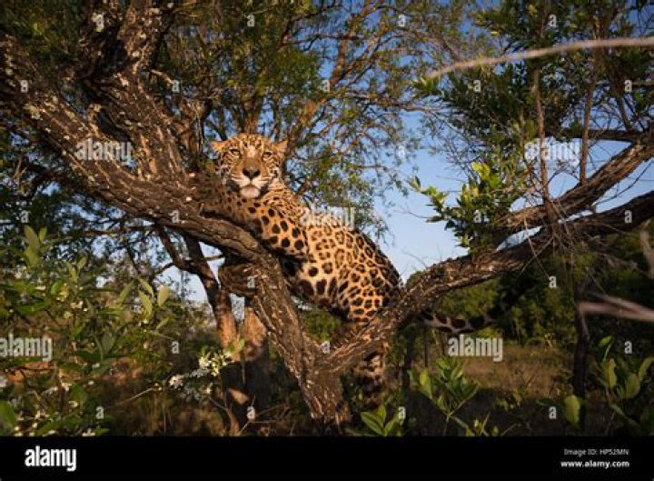 Can Jaguars Climb Trees