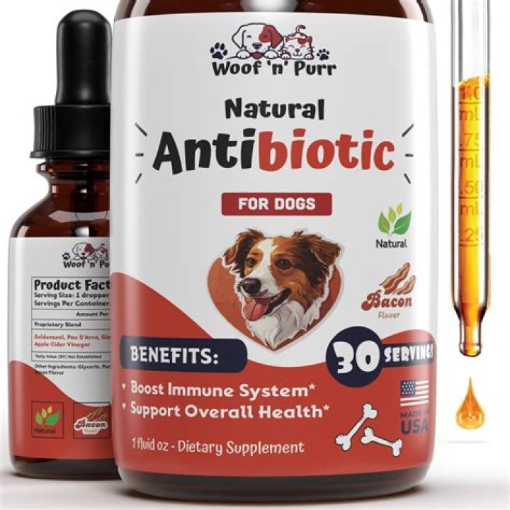 Can You Give A Dog Antibiotics 2 Hours Early