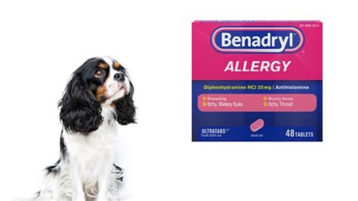 Can You Give A Dog Benadryl And Amoxicillin