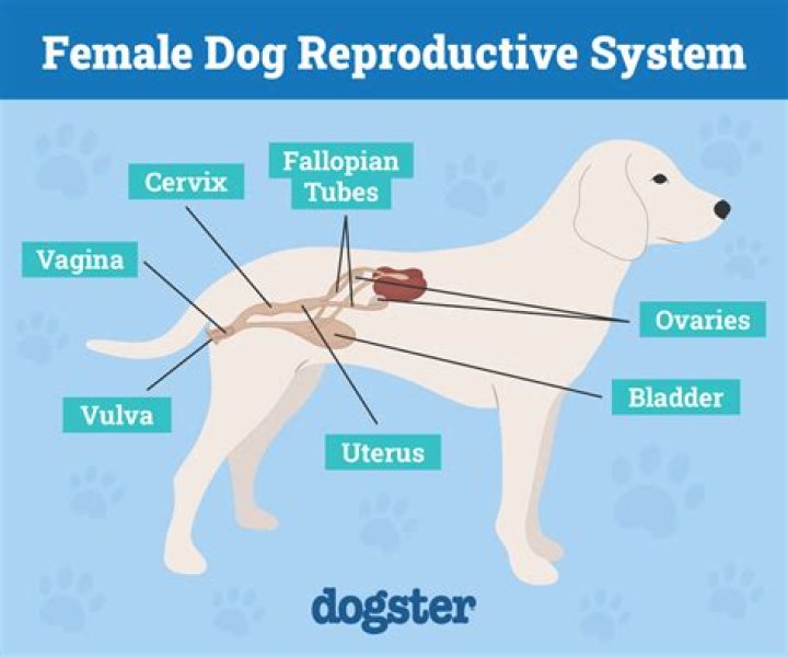Do Dogs Have Vaginas