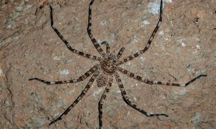 How Big Is The Worlds Biggest Spider
