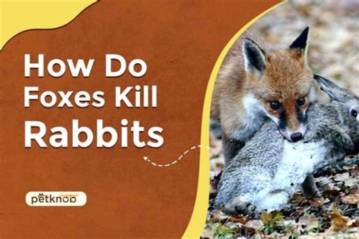How Do Foxes Kill Rabbits