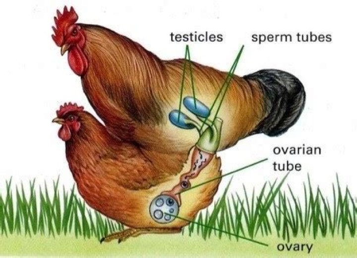 How Do You Castrate A Rooster