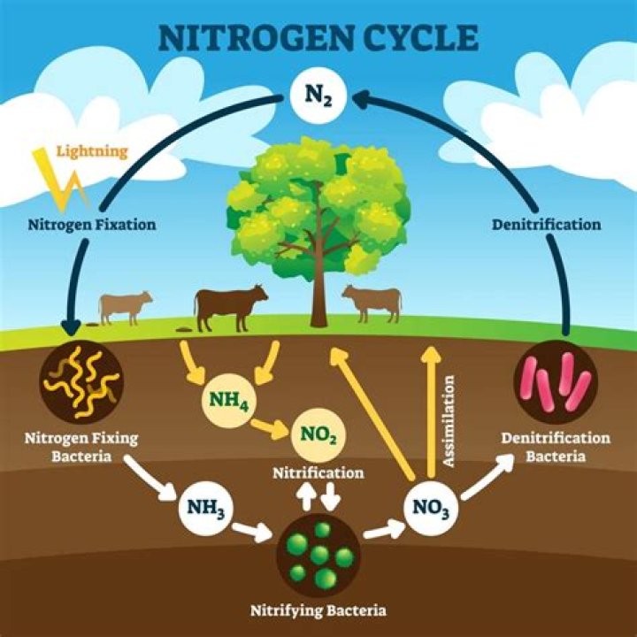 How Does Nitrogen Enriched Fertilizers Impact The Nitrogen Cycle
