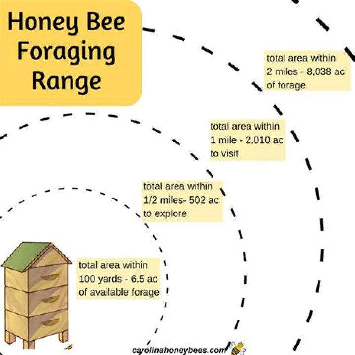 How Far Do Bees Travel From Their Hive Minecraft