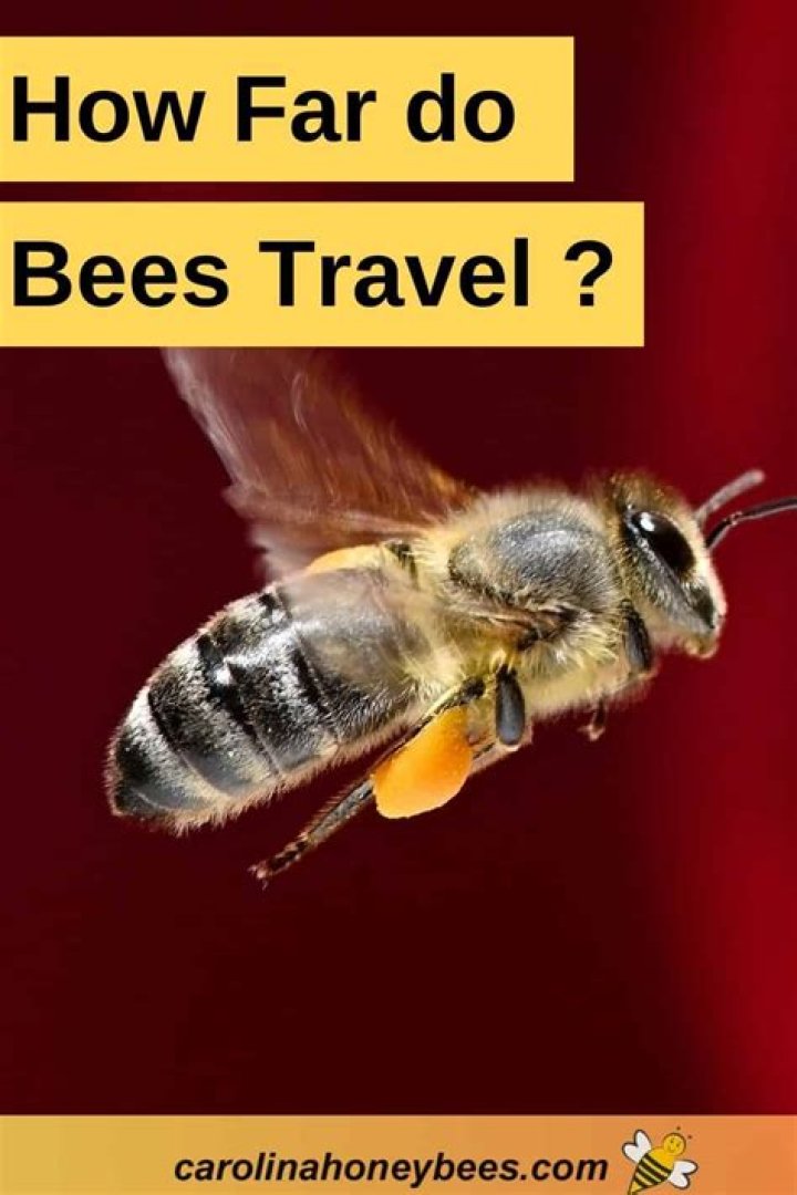 How Far From The Hive Do Bees Travel
