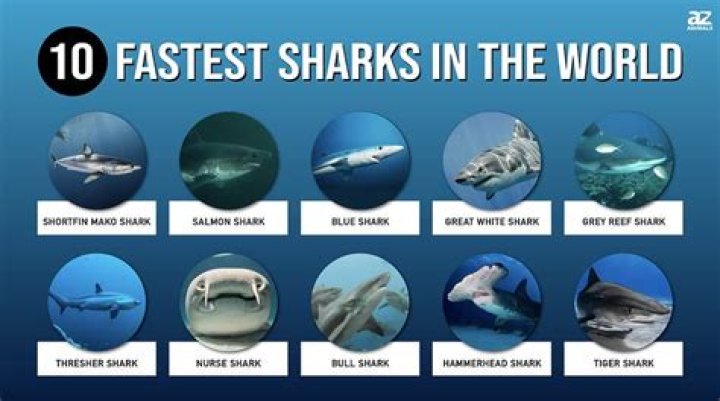 How Fast Do Sharks Swim