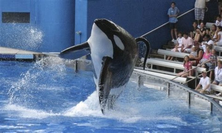 How Many People Has Tilikum Killed