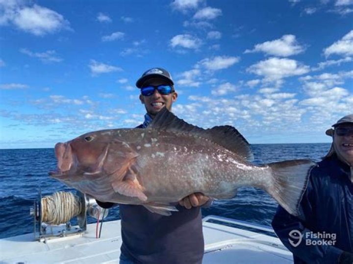 How Much Can You Get For A Grouper Fish
