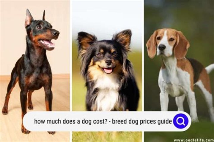 How Much Do Dogs Cost In China