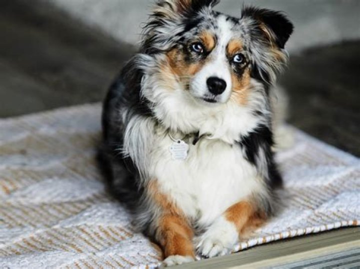 How Much Is Dog Dynasty Net Worth