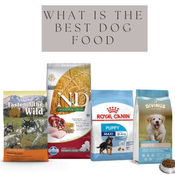 How Much Is The Most Expensive Dog Food