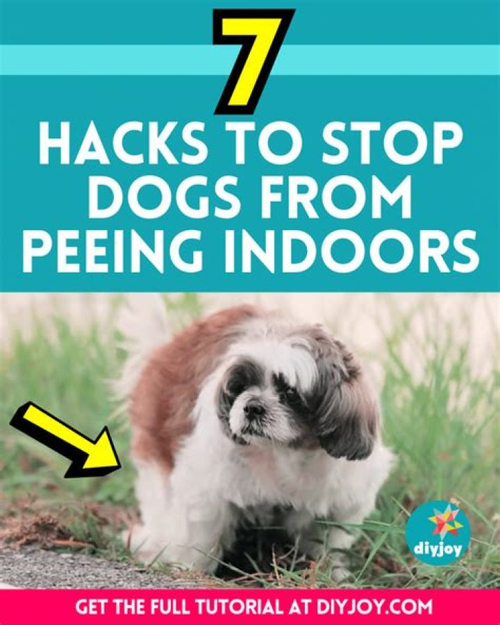 How To Stop Dog From Peeing On Baseboards