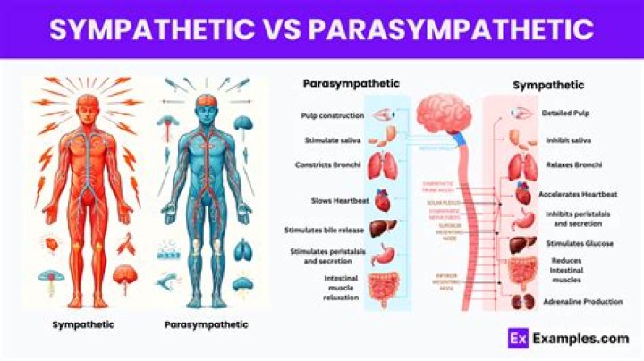 Is Maintenance Functions Sympathetic Or Parasympathetic