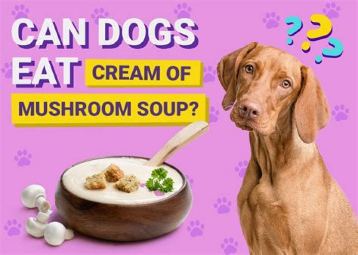 Is Mushroom Broth Safe For Dogs