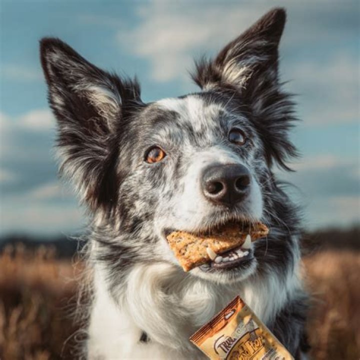 Is True Acre Dog Food Really Good For Dogs
