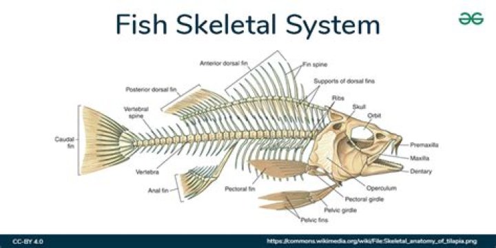 Question: Are Fish Made Up Of Cartilage Or Bones