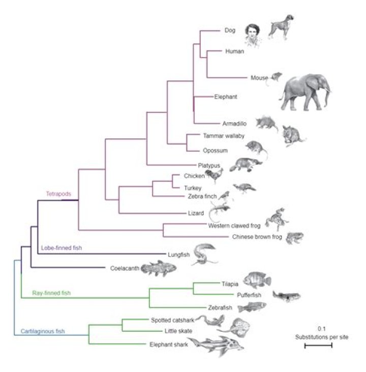 Question: Are Otters More Related To Cats Or Dogs Phylogenetic Tree
