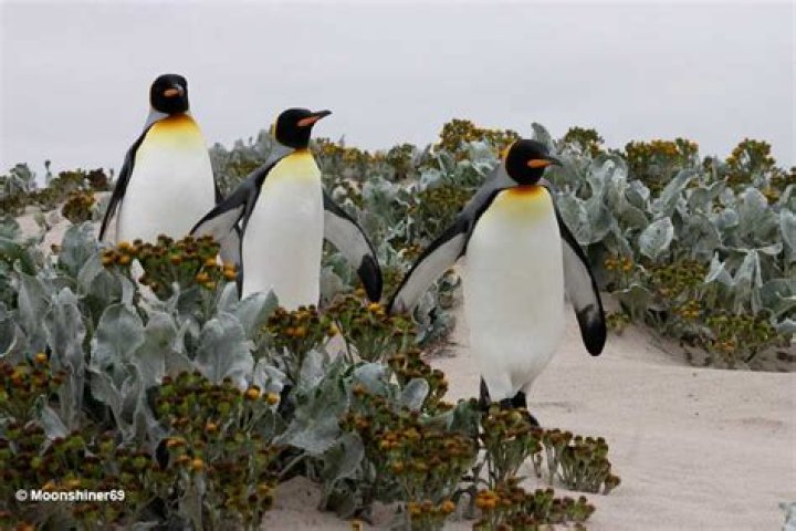 Question: Are Penguins Birds Fish Or Mammals
