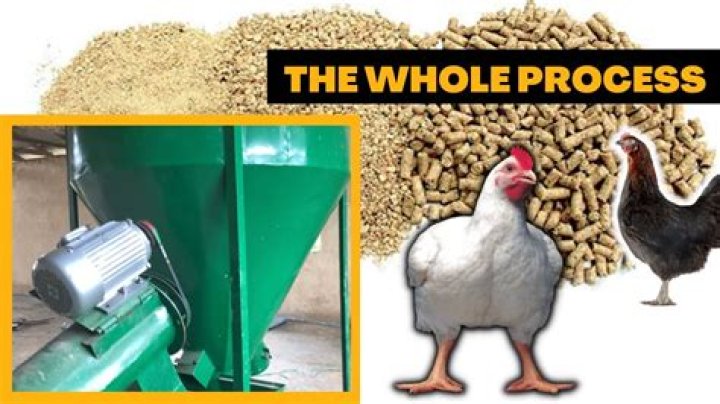 Question: Can I Feed Chicken To My Fish