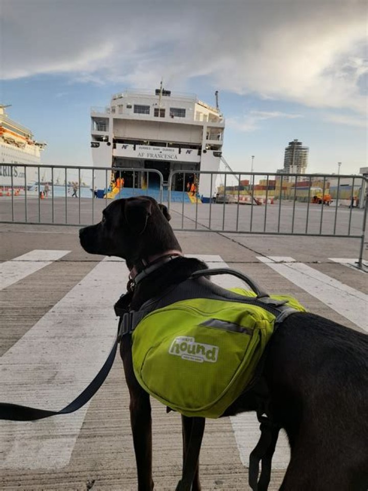 Question: Can You Take Dogs On Princess Cruises
