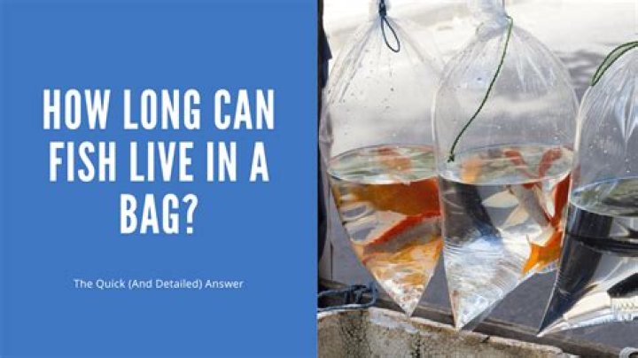 Question: How Long Can Fish Live In Bag From Store