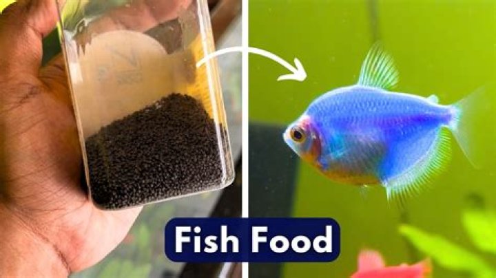 Question: How Much Do You Feed Fish Portia
