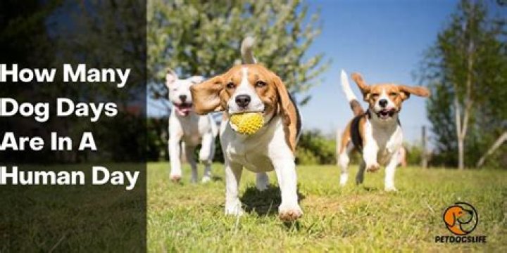 Question: How Much Dog Days Are In One Human Day