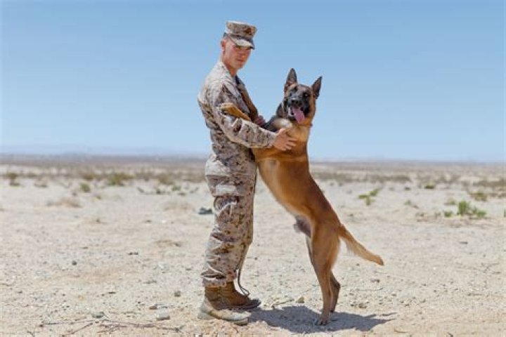 Question: How Much Of War Dogs Is A True Story