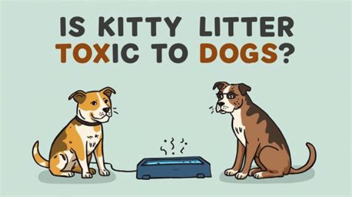 Question: Is Pretty Litter Toxic To Dogs
