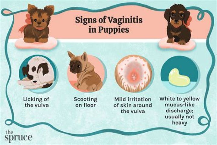 Question: What Does A Dog’s Pussy Feel Like