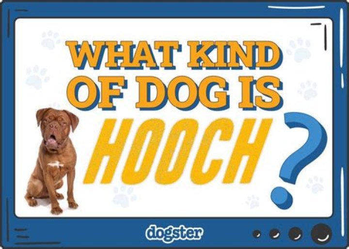 Question: What Dog Is Hooch