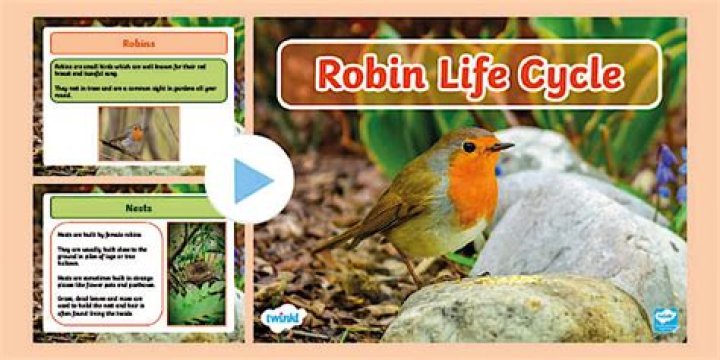 Question: What Is A Robin’s Life Cycle