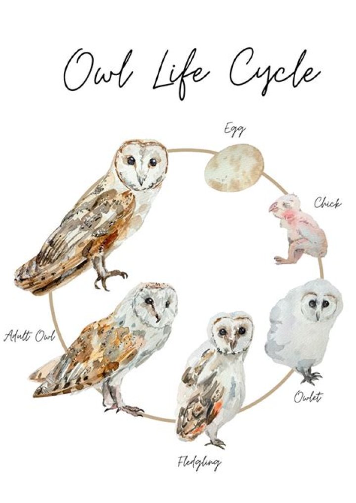 Question: What Is An Owl’s Life Cycle