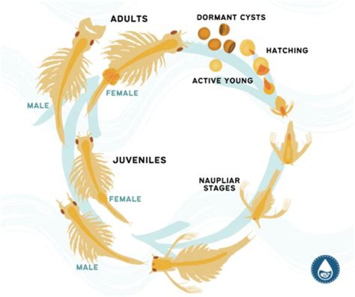 Question: What Is The Life Cycle Of A Brine Shrimp