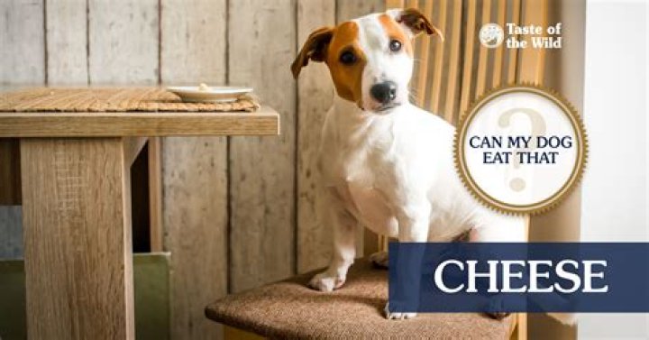 Question: What Kind Of Dog Is On The Cesar Dog Food