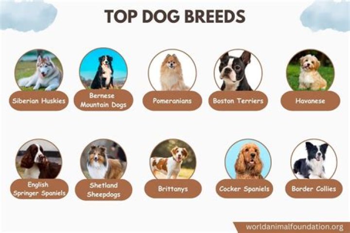Question: What Kind Of Dog Is The Shaggy Dog