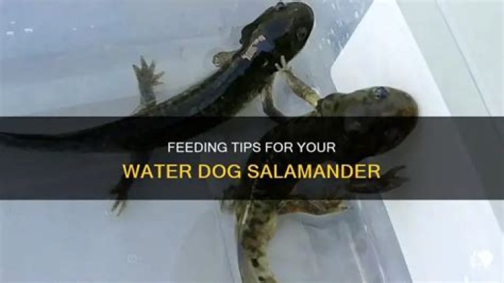 Question: What To Feed Water Dog Salamander