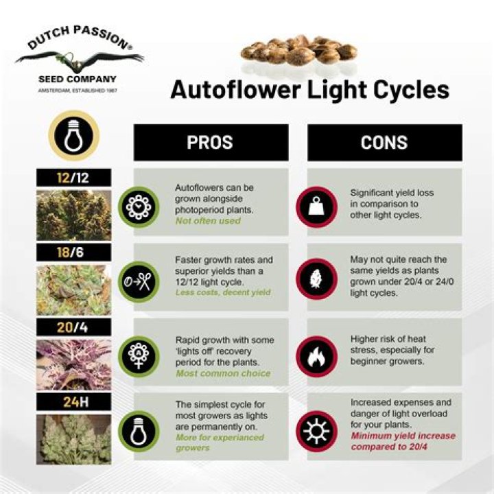 Question: When To Switch To 12 Hour Light Cycle