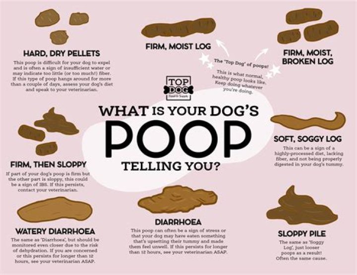 Question: Why Is My Dog’s Pee Green