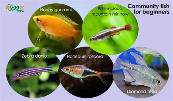 Quick Answer: Are Cod Fresh Water Fish