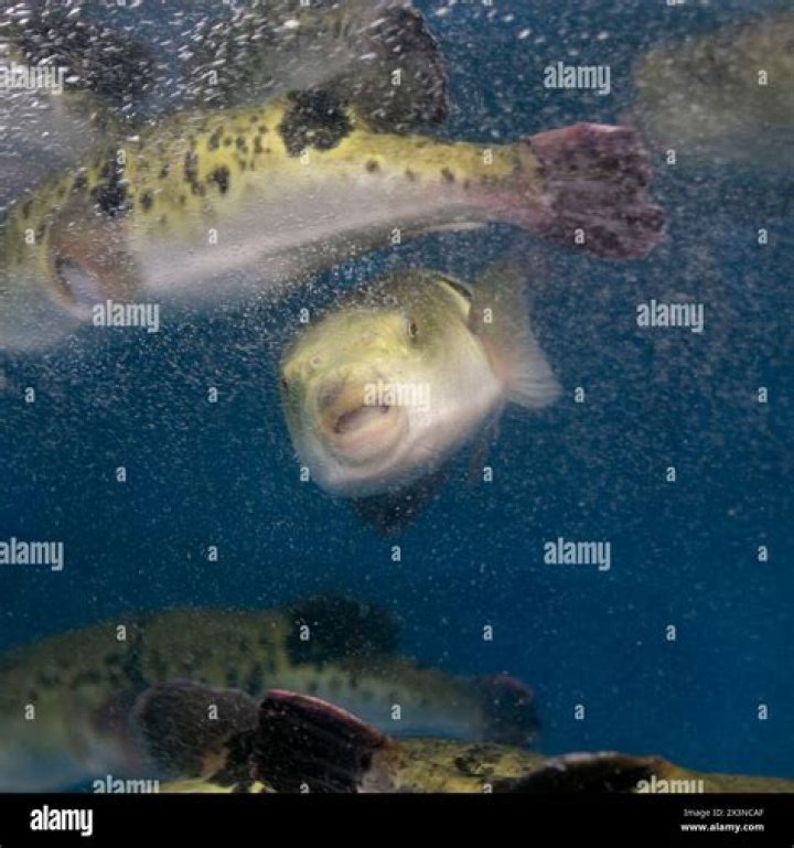 Quick Answer: Are Flounder Fish Poisonous