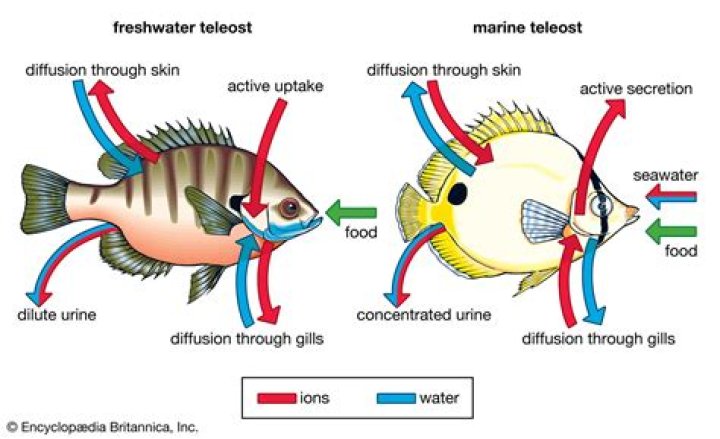 Quick Answer: Are Freshwater Fish Hyperosmotic